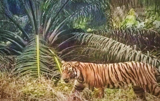
 Seorang Warga Kabupaten Pelalawan Tewas di terkam Harimau Sumatera
