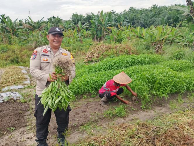 
 Bhabinkamtibmas dan Warga di Kampung pinang Sebatang Timur Panen Kangkung Dukung Ketahanan Pangan