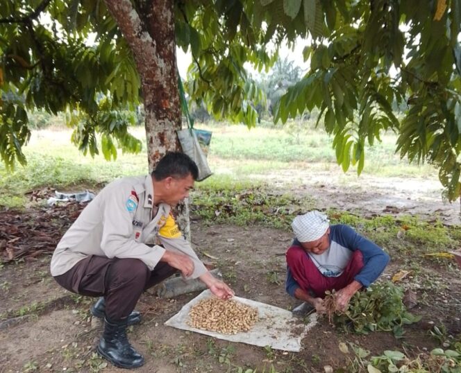 
 Dukung Asta Cita, Bhabinkamtibmas Kampung Maredan barat bersama Warga panen Kacang tanah